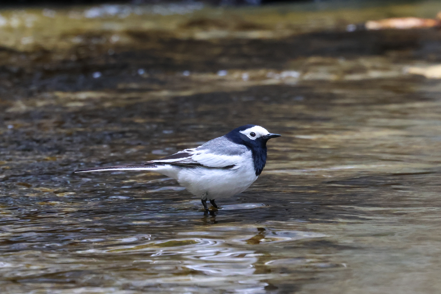 Masked Wagtail (image by Hannu Jännes)