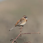 Meadow Bunting (image by Hannu Jännes)