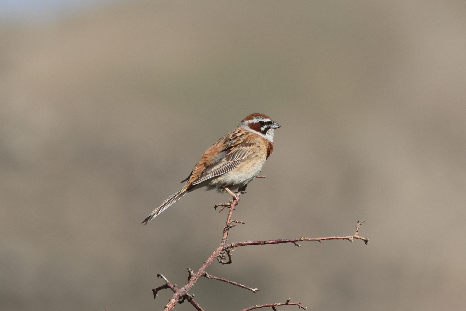 Meadow Bunting (image by Hannu Jännes)
