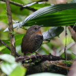 Mishmi Wren-Babbler (image by Hannu Jännes)