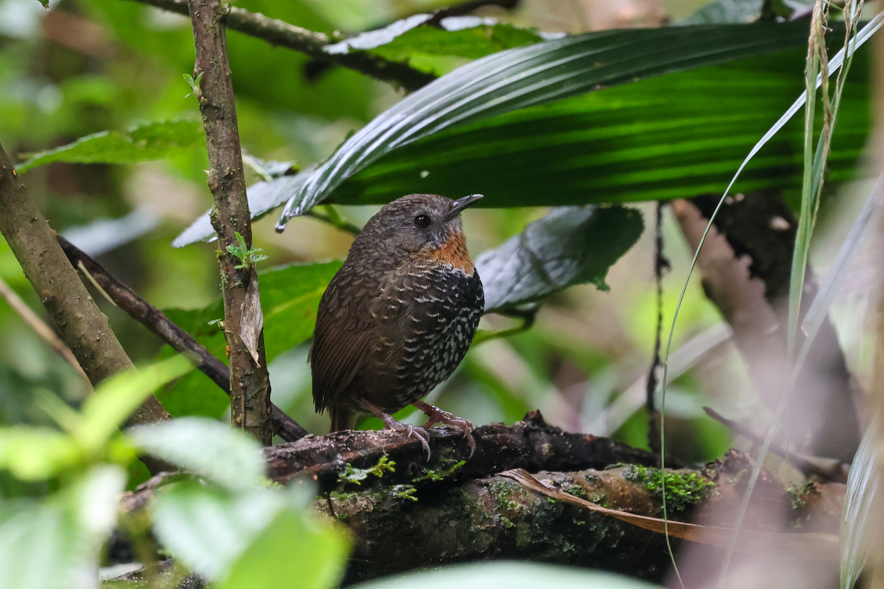 Mishmi Wren-Babbler (image by Hannu Jännes)