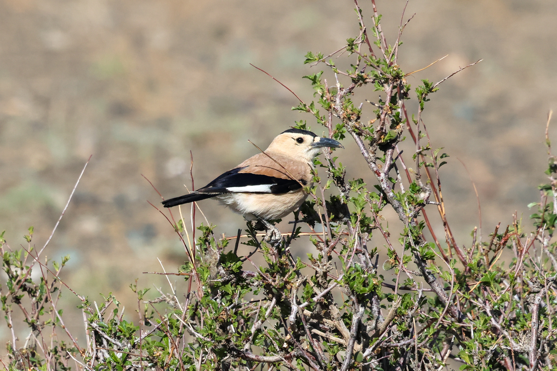 Mongolian Ground Jay (image by Hannu Jännes)