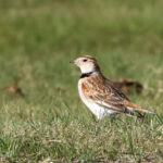 Mongolian Lark (image by Hannu Jännes)