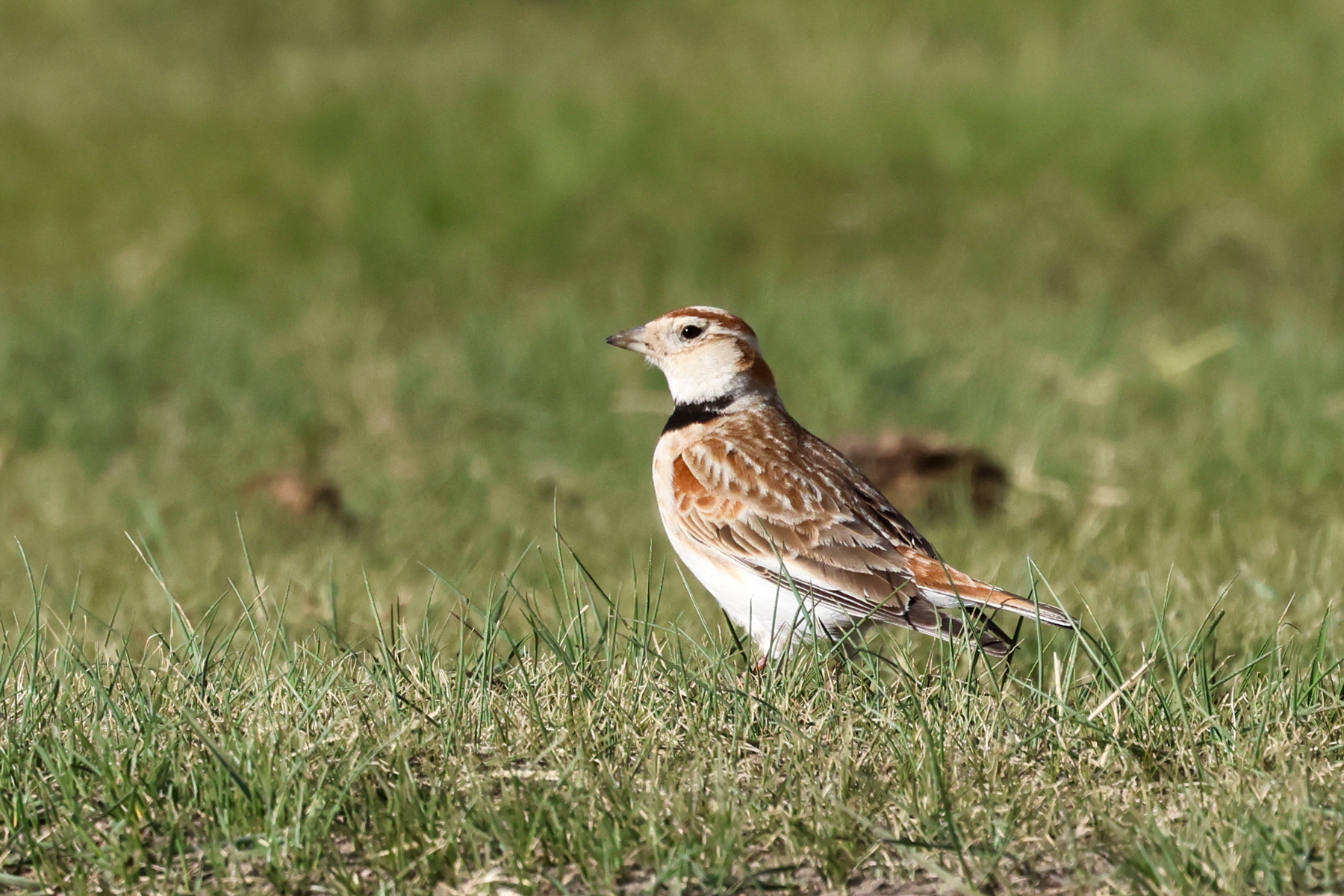 Mongolian Lark (image by Hannu Jännes)
