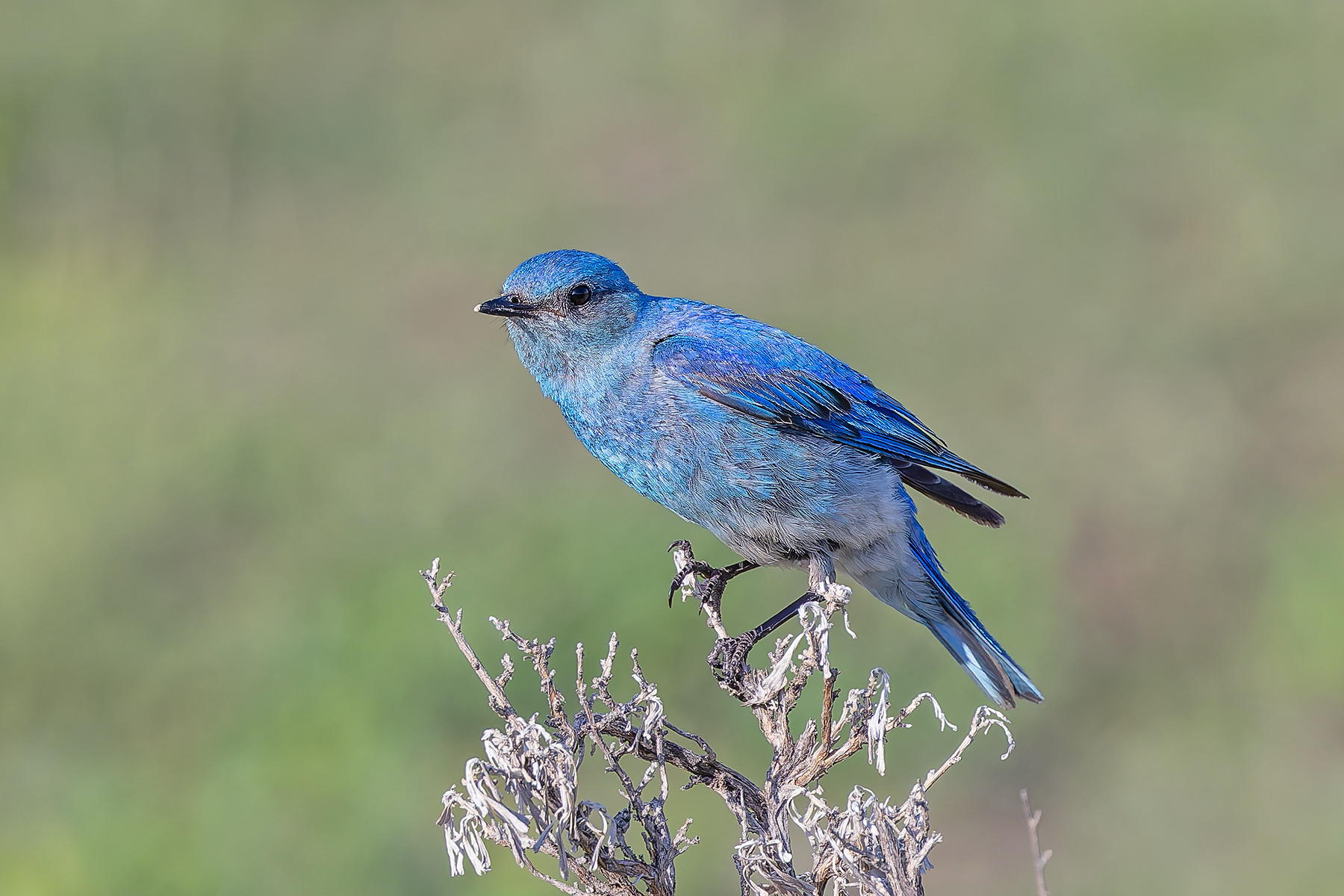 Mountain Bluebird (image by Pete Morris)