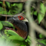 Mrs Hume's Pheasant (image by Hannu Jännes)