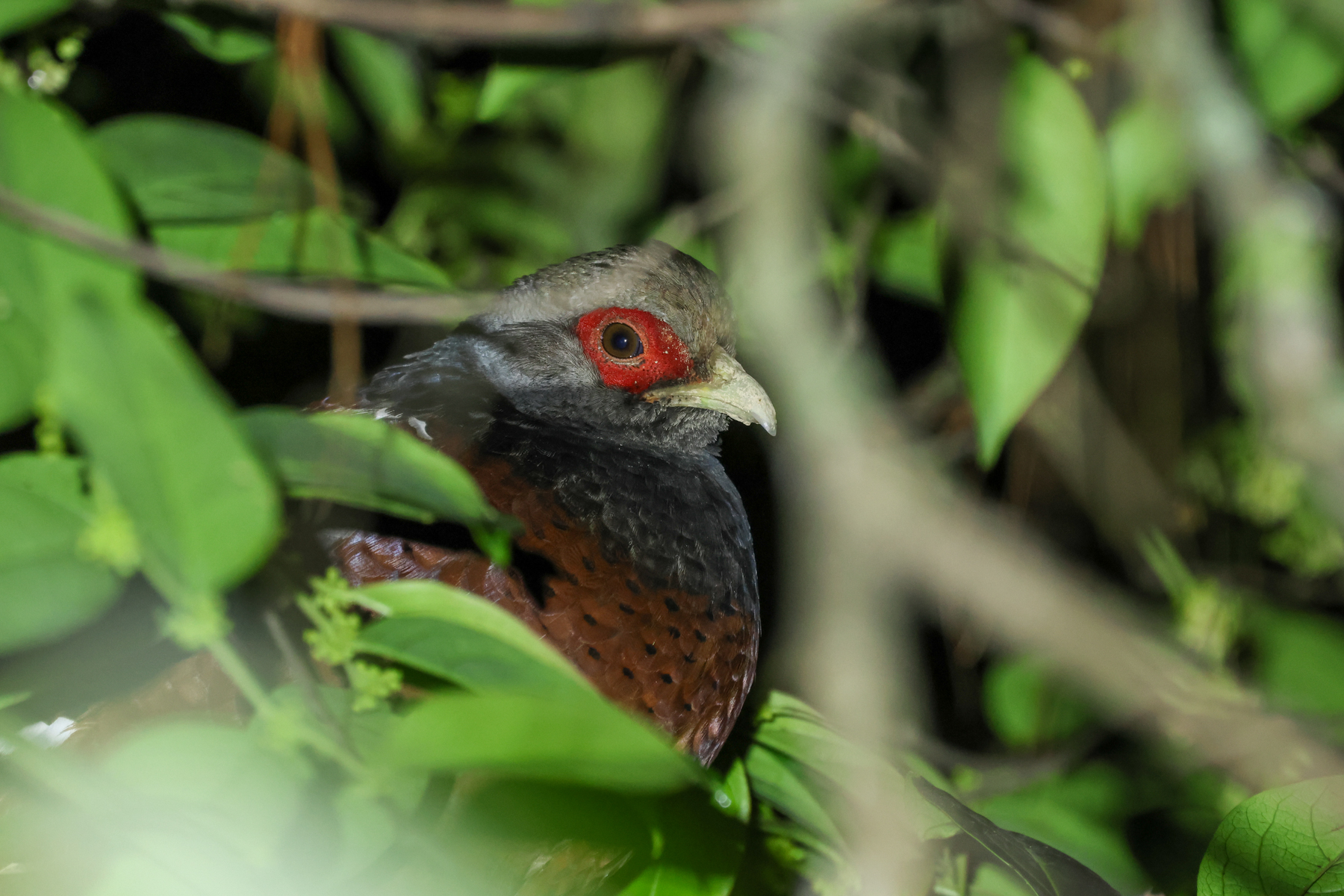 Mrs Hume's Pheasant (image by Hannu Jännes)