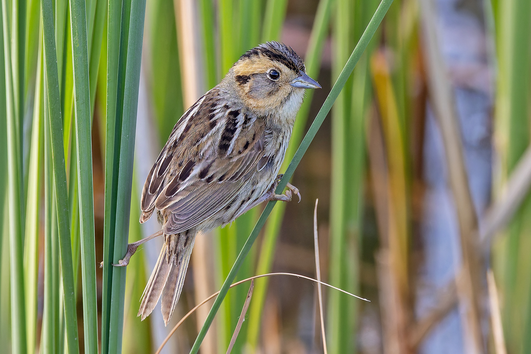 Nelson's Sparrow (image by Pete Morris)