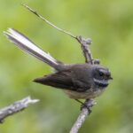 New Zealand Fantail (image by Jeffrey Higgott)