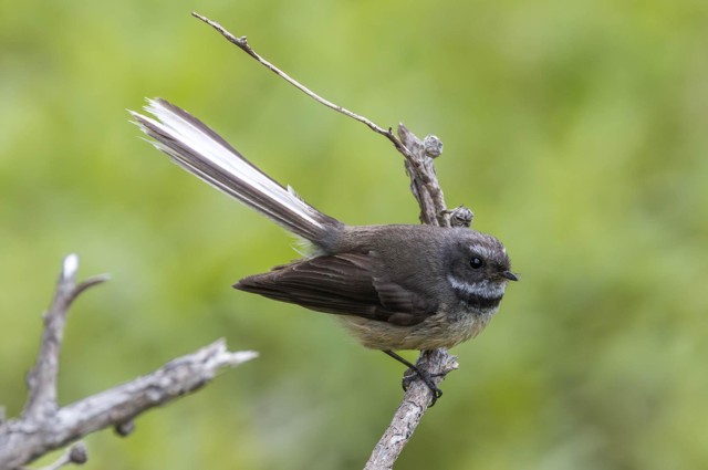 New Zealand Fantail (image by Jeffrey Higgott)