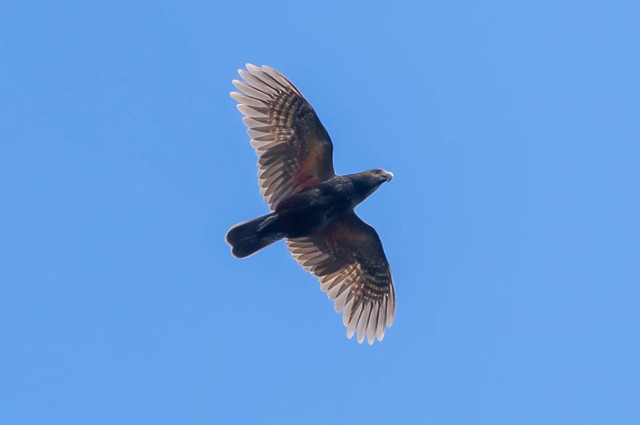 New Zealand Kaka (image by Jeffrey Higgott)