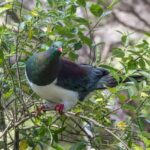New Zealand Pigeon (image by Jeffrey Higgott)