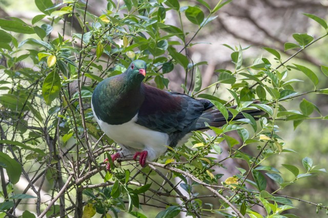 New Zealand Pigeon (image by Jeffrey Higgott)