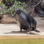 New Zealand Sea Lion (image by Jeffrey Higgott)