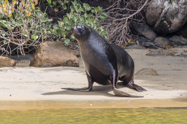 New Zealand Sea Lion (image by Jeffrey Higgott)