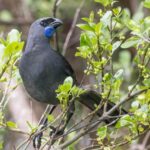 North Island Kokako (image by Jeffrey Higgott)