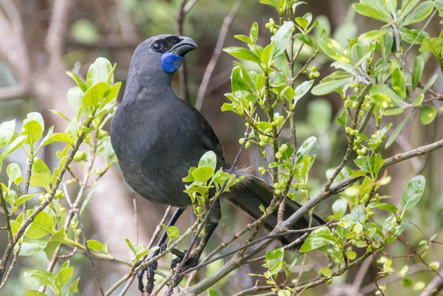 North Island Kokako (image by Jeffrey Higgott)