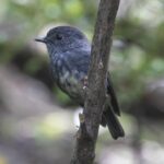 North Island Robin (image by Jeffrey Higgott)
