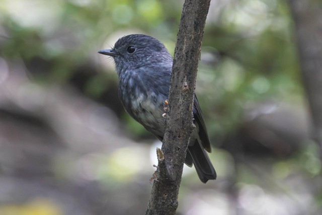 North Island Robin (image by Jeffrey Higgott)