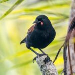 North Island Saddleback (image by Jeffrey Higgott)