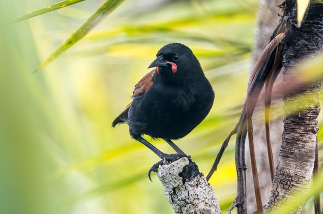 North Island Saddleback (image by Jeffrey Higgott)