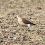 Oriental Plover (image by Hannu Jännes)