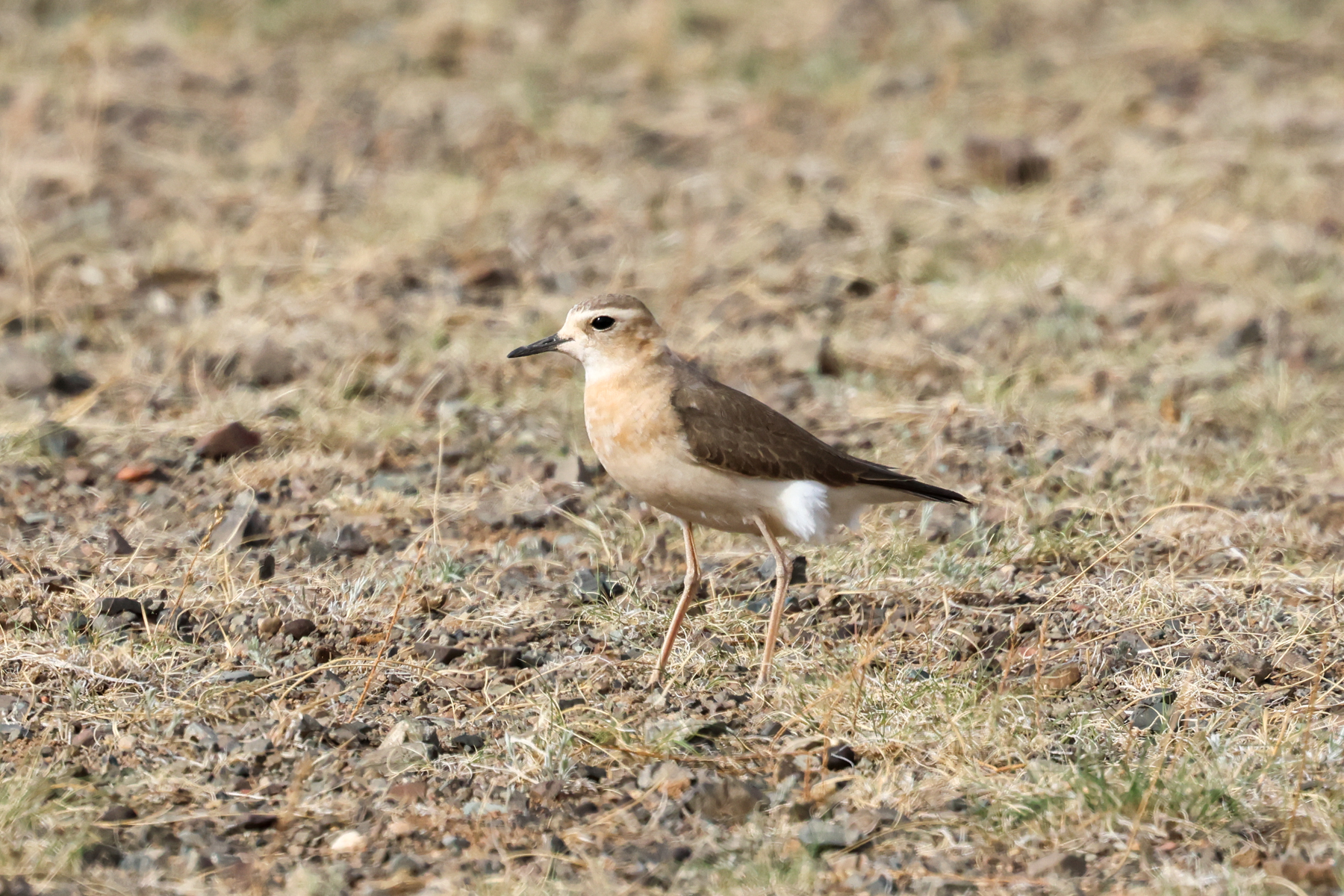 Oriental Plover (image by Hannu Jännes)
