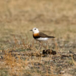 Oriental Plover (image by Hannu Jännes)