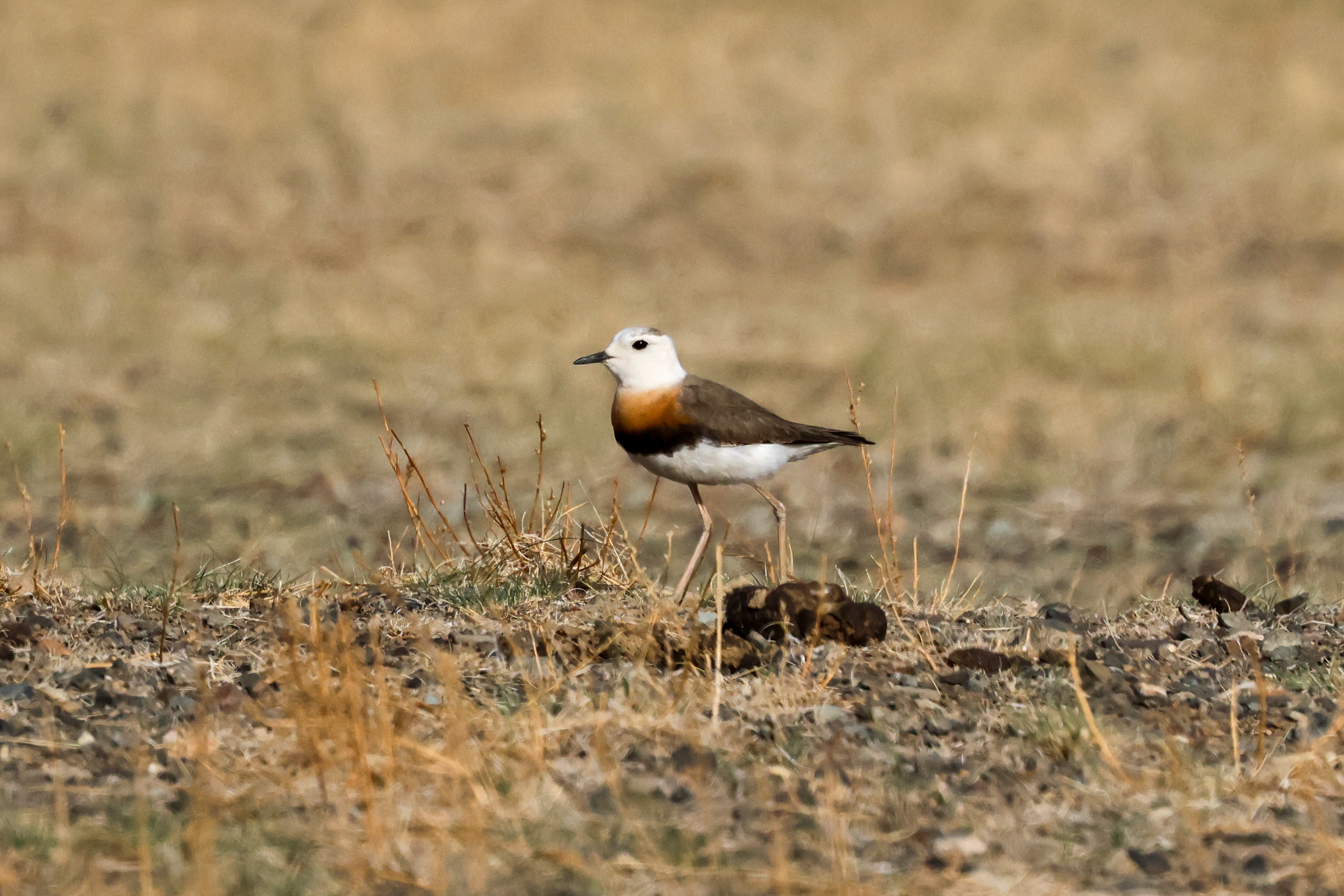 Oriental Plover (image by Hannu Jännes)