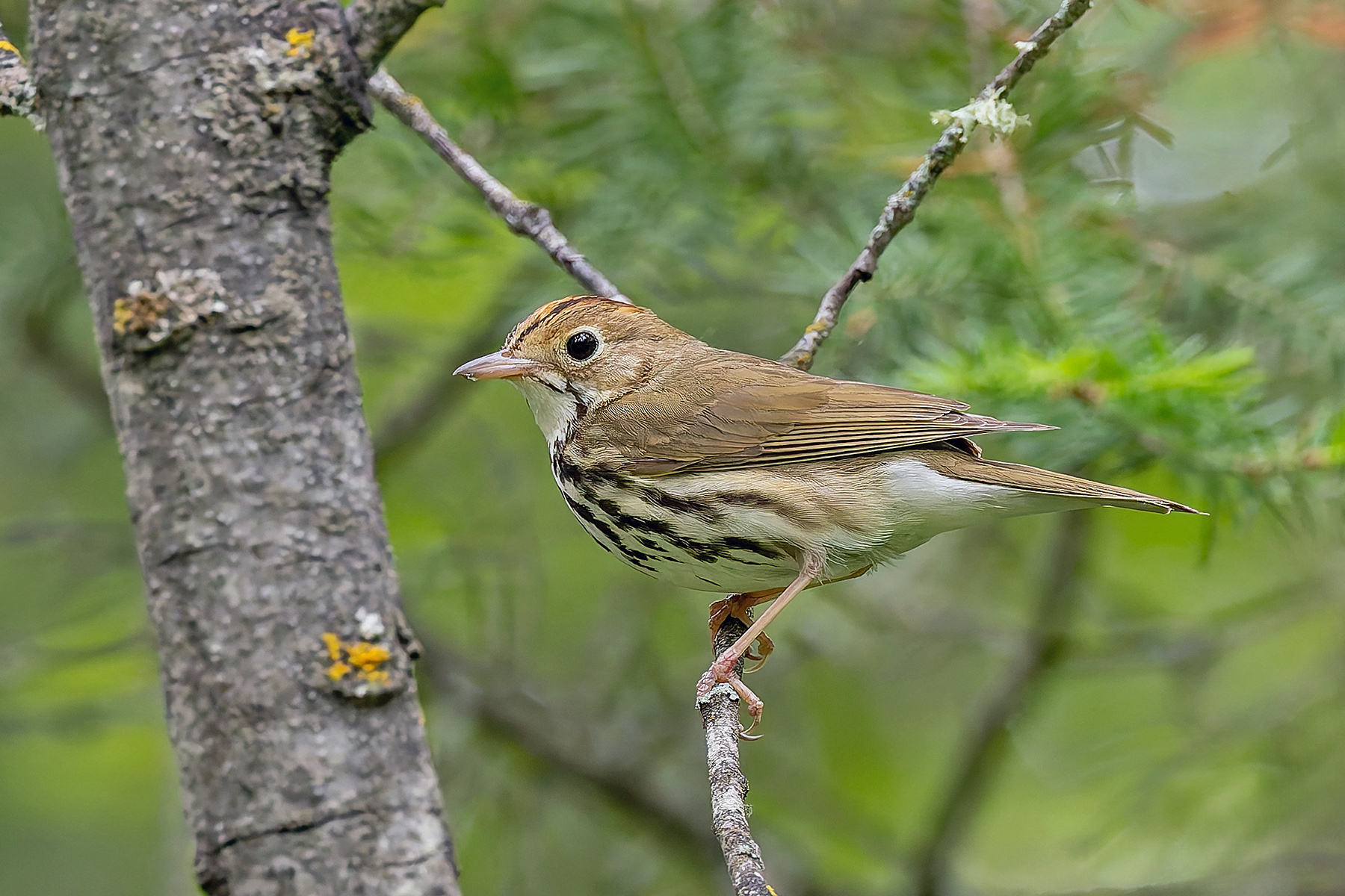 Ovenbird (image by Pete Morris)