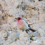 Pale Rosefinch (image by Hannu Jännes)
