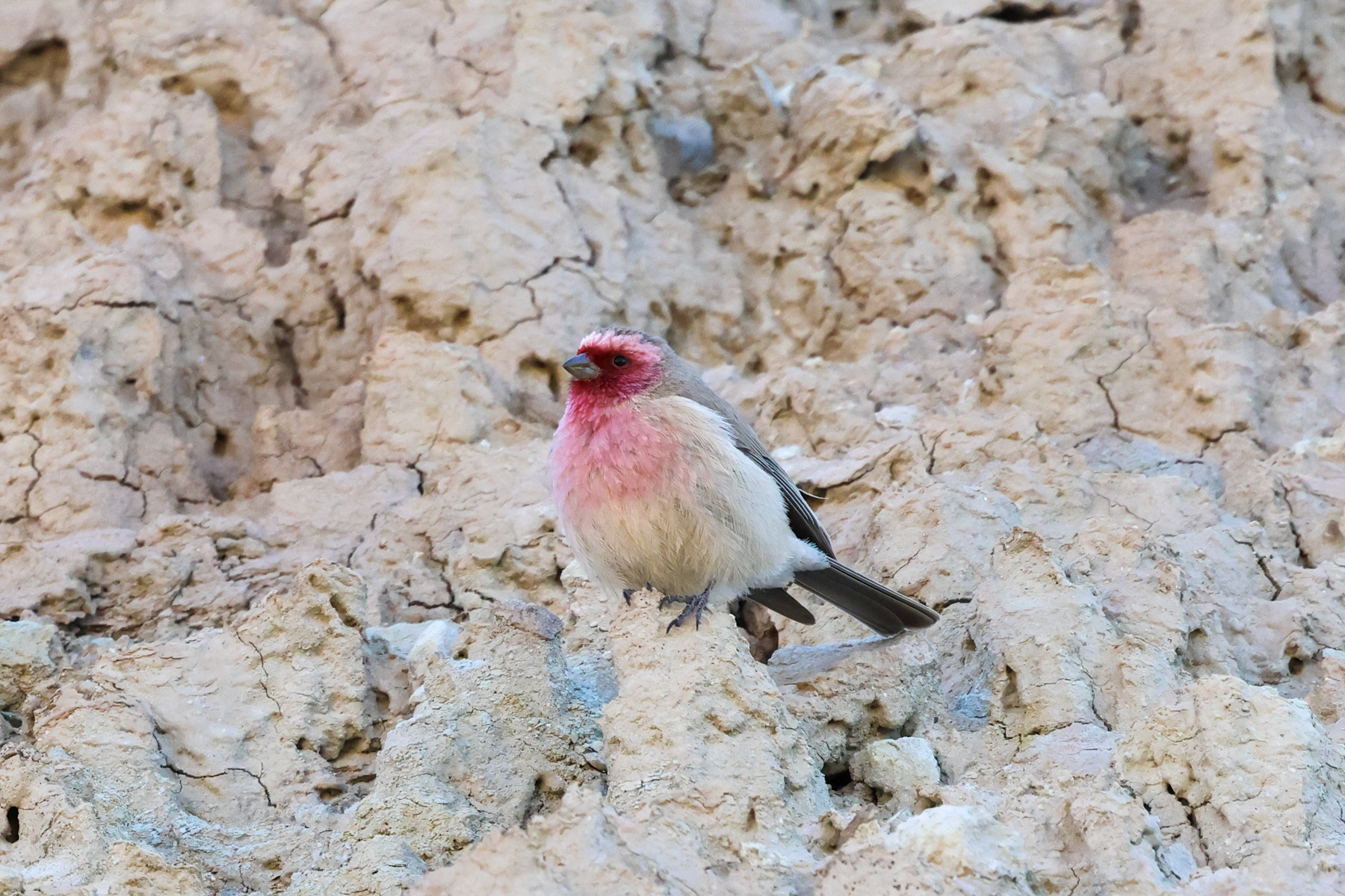 Pale Rosefinch (image by Hannu Jännes)