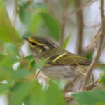 Pallas's Leaf Warbler (image by Hannu Jännes)