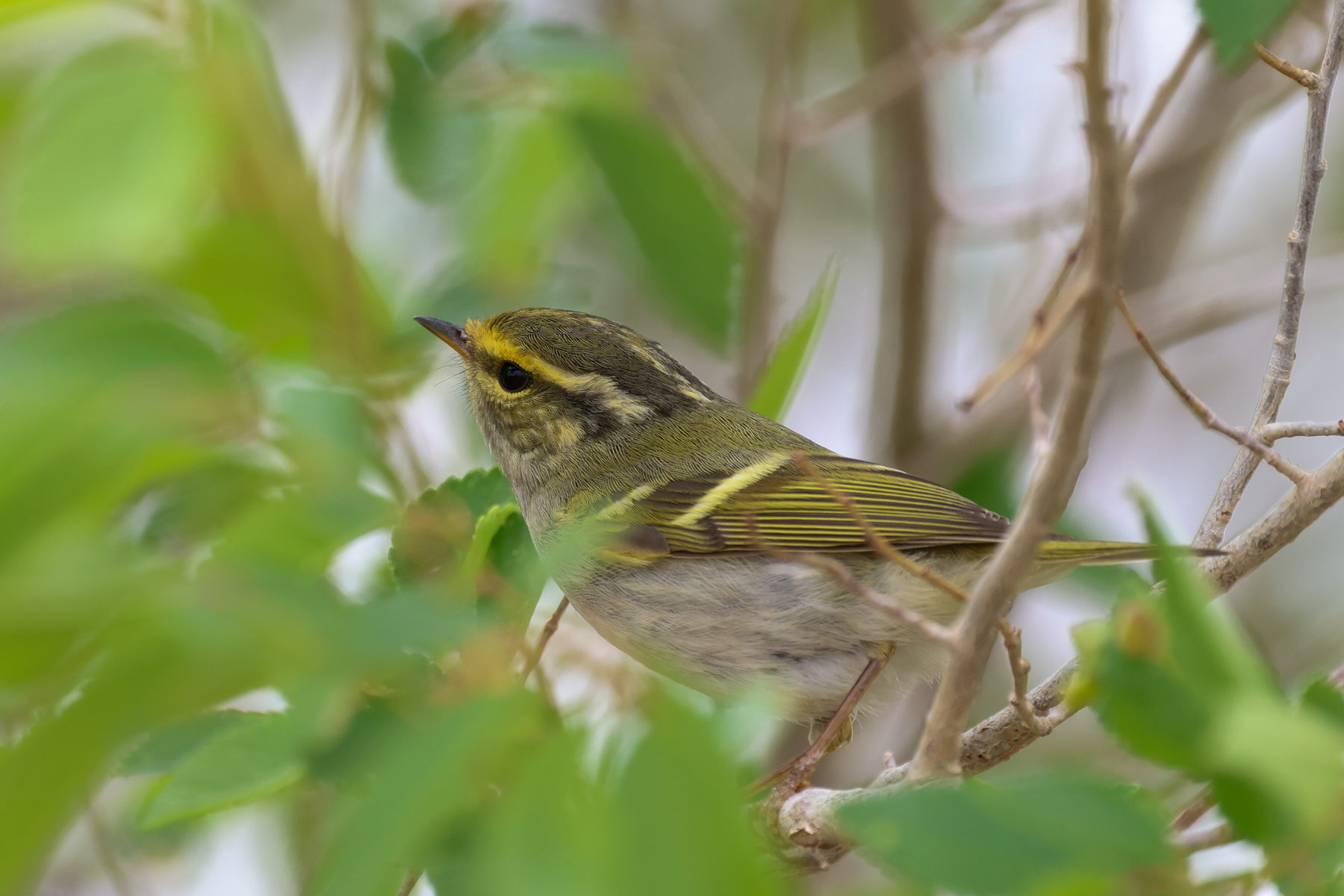 Pallas's Leaf Warbler (image by Hannu Jännes)