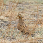 Pallas's Sandgrouse (image by Hannu Jännes)