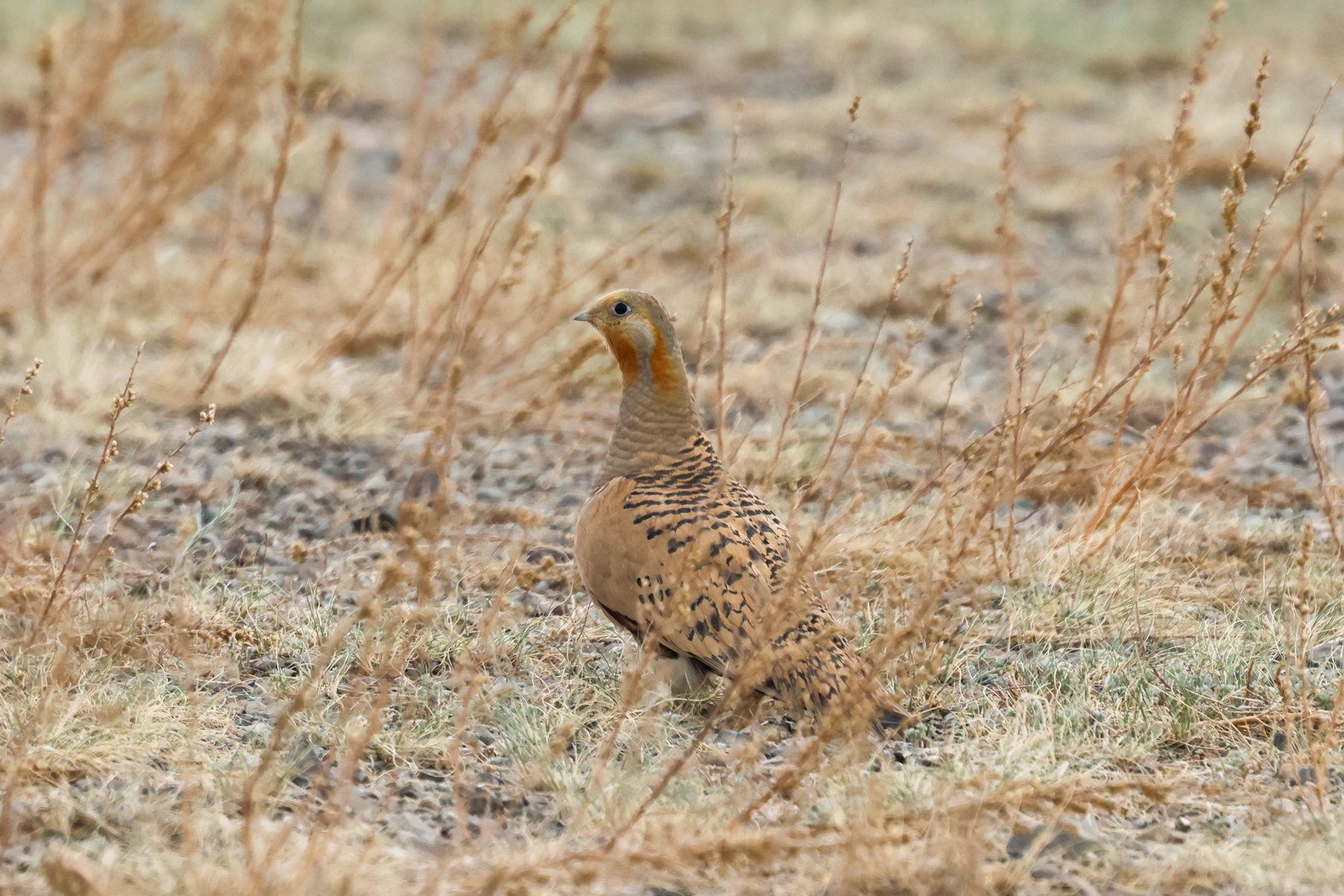 Pallas's Sandgrouse (image by Hannu Jännes)