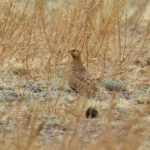 Pallas's Sandgrouse (image by Hannu Jännes)