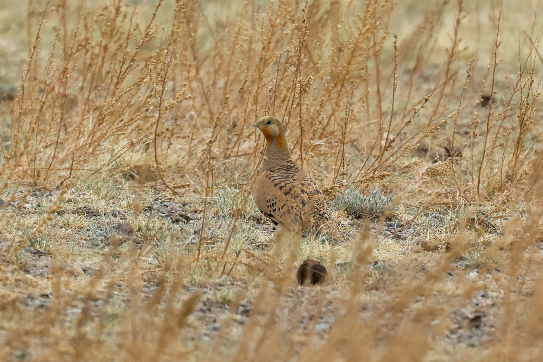 Pallas's Sandgrouse (image by Hannu Jännes)