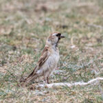 Pere David's Snowfinch (image by Hannu Jännes)