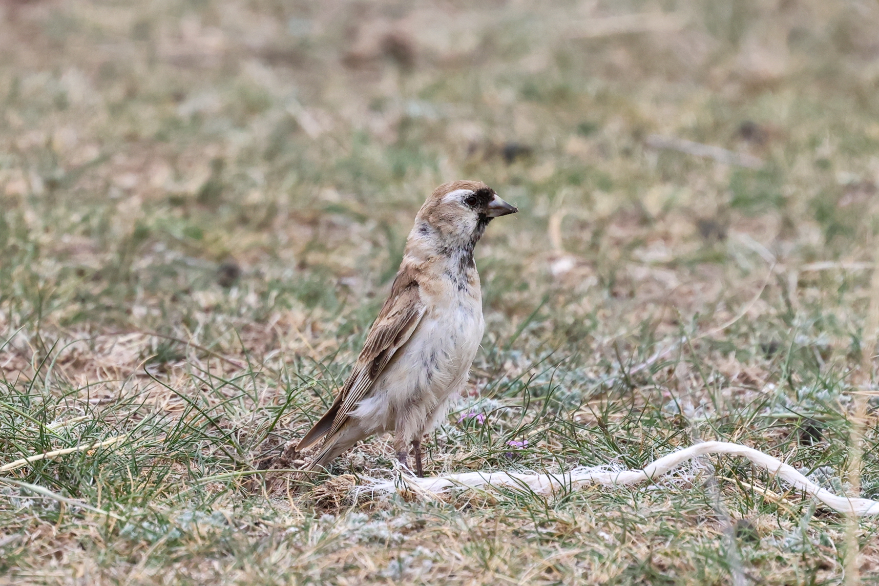 Pere David's Snowfinch (image by Hannu Jännes)