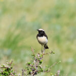 Pied Wheatear (image by Hannu Jännes)