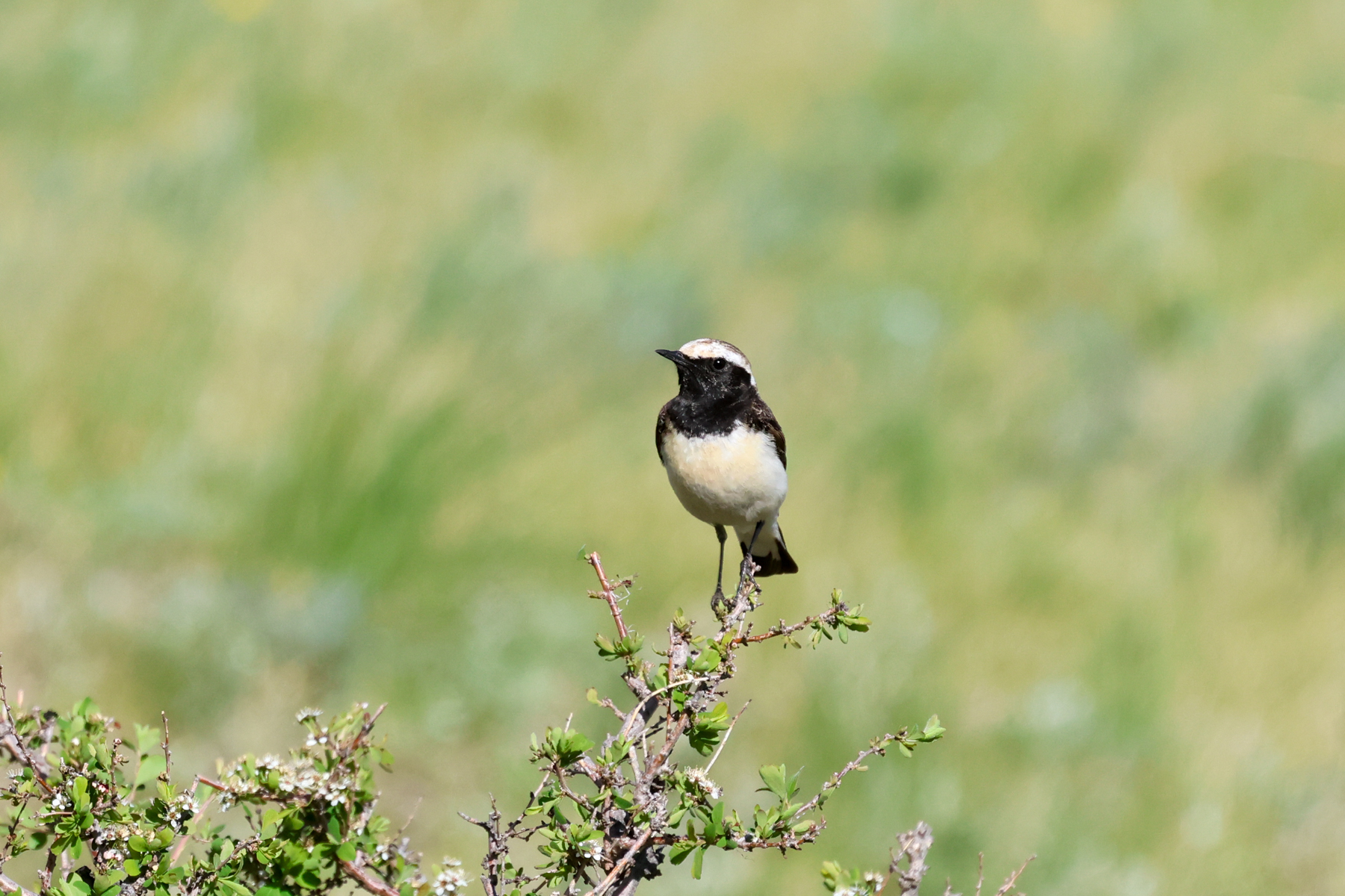 Pied Wheatear (image by Hannu Jännes)