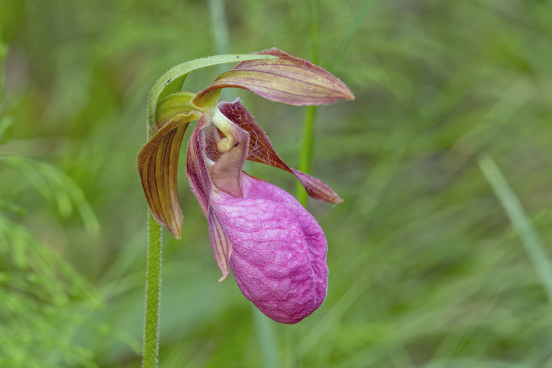 Pink Lady's Slipper Orchid (image by Pete Morris)