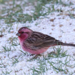Pink-rumped Rosefinch male (image by Hannu Jännes)
