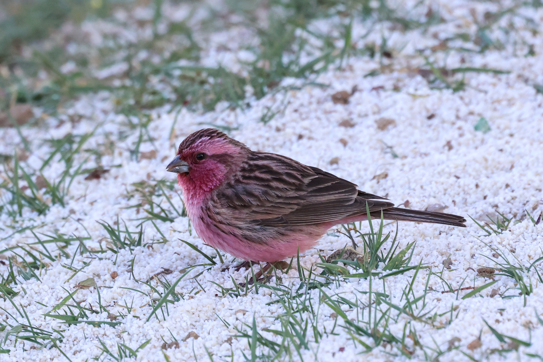 Pink-rumped Rosefinch male (image by Hannu Jännes)