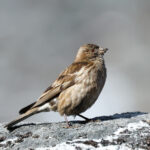 Plain Mountain Finch (image by Hannu Jännes)