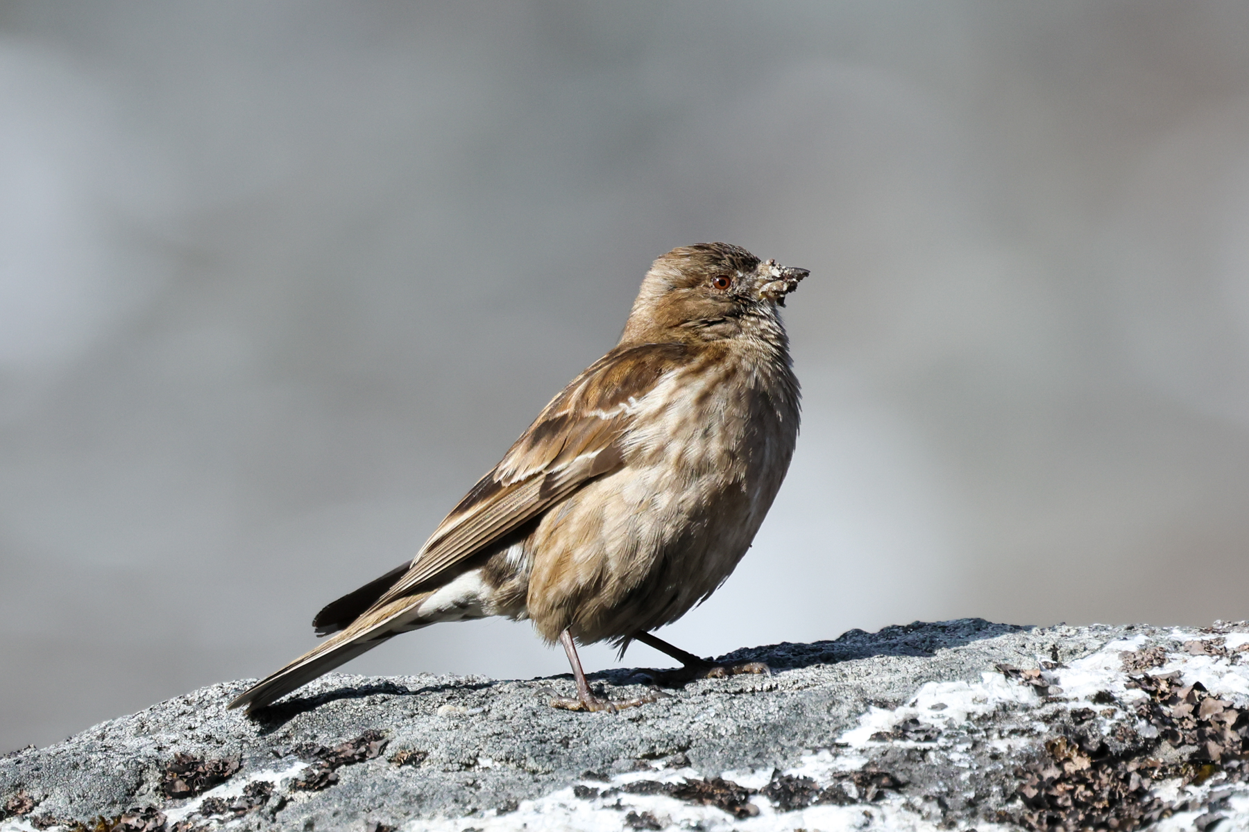 Plain Mountain Finch (image by Hannu Jännes)