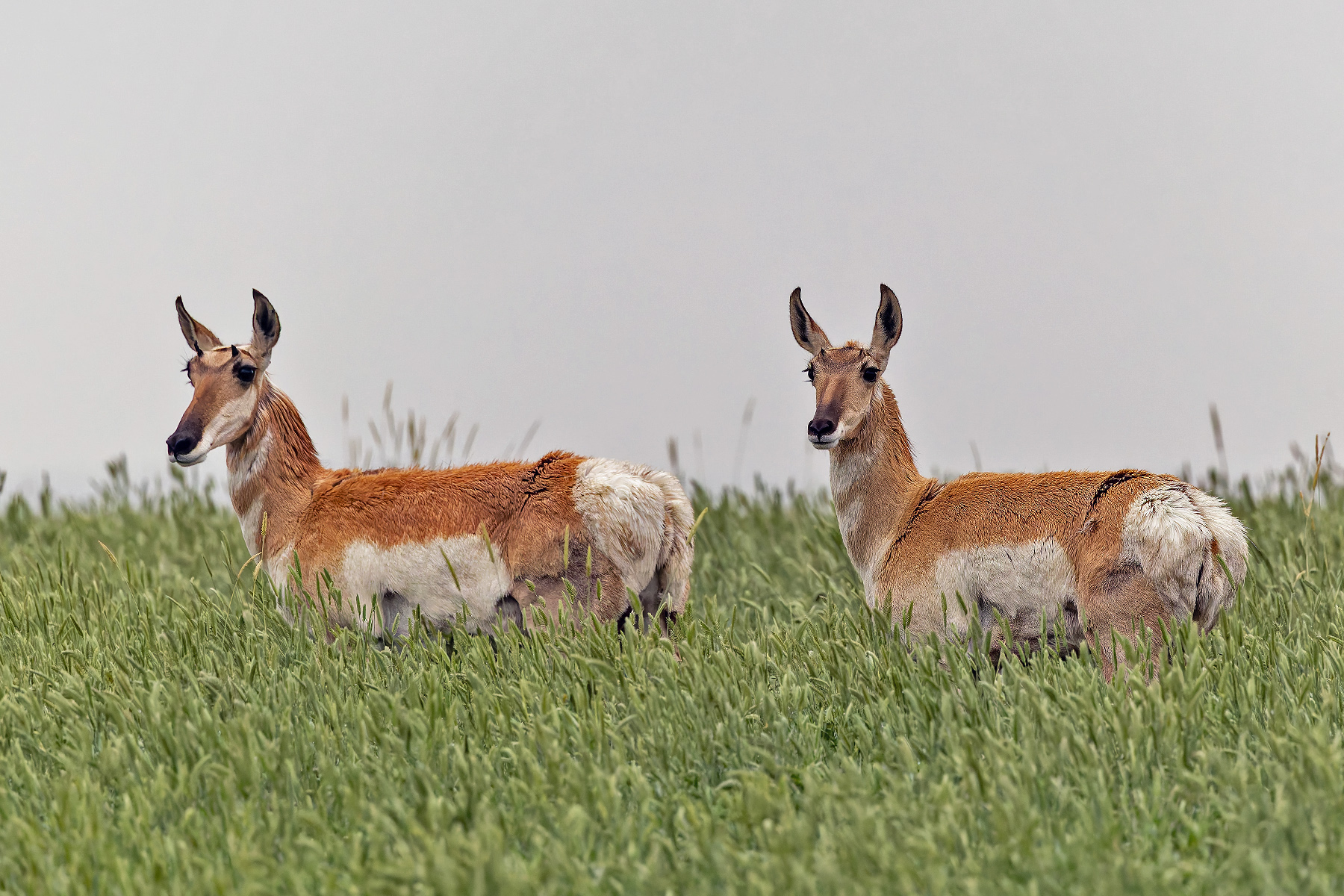 Pronghorns (image by Pete Morris)