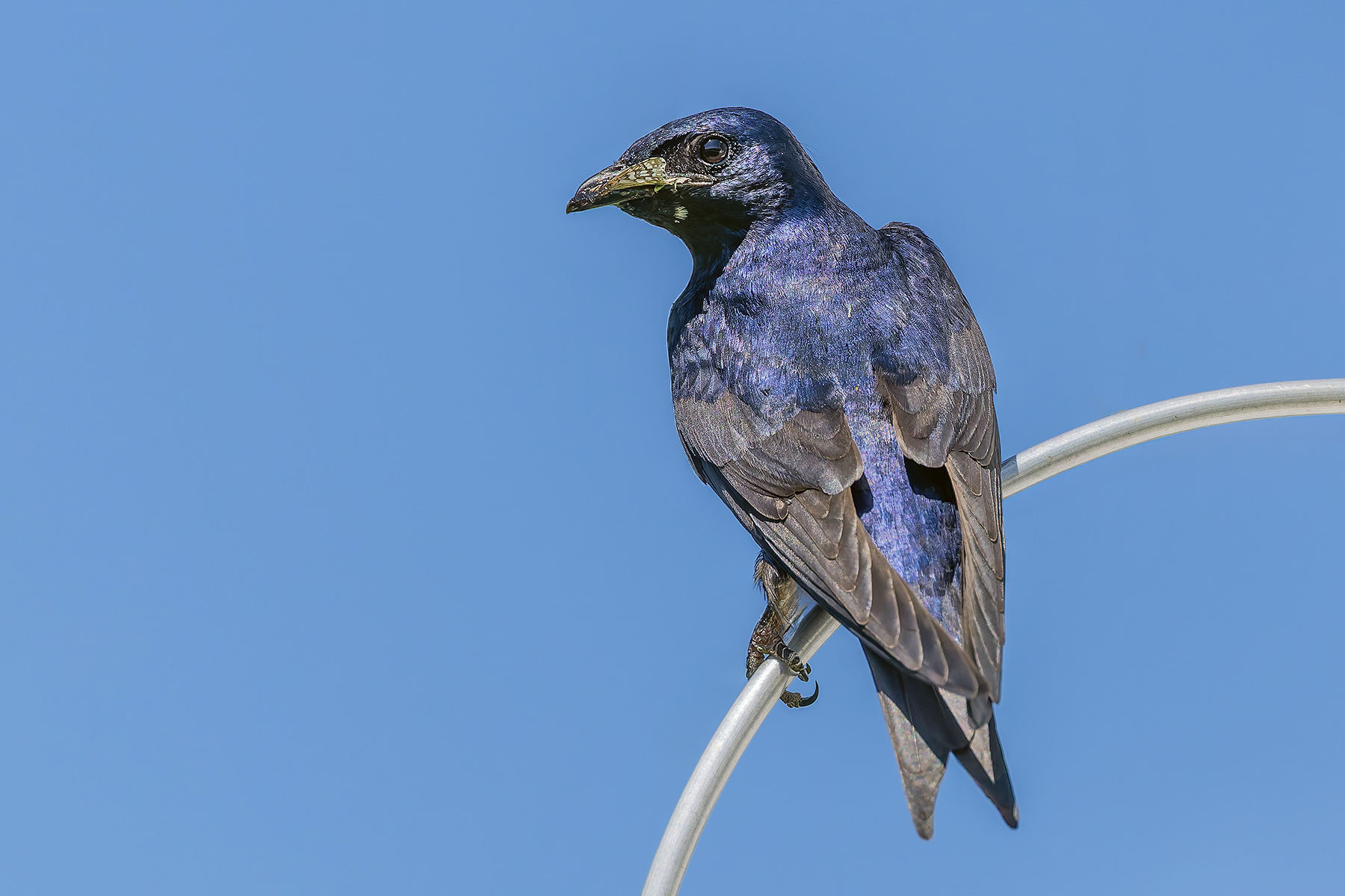 Purple Martin (image by Pete Morris)