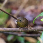 Pygmy Cupwing (image by Hannu Jännes)